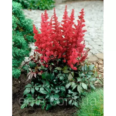 Астільба Etna (Етна)