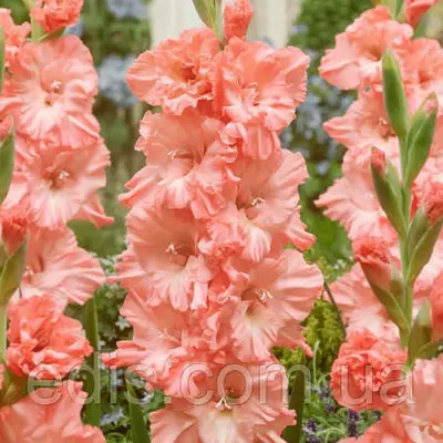 Гладіолус гофрований Blushed look (TYMSK) (Блашд Лук) 3 шт/уп