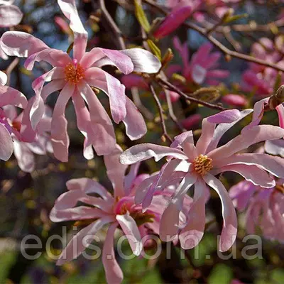 Магнолія Leonard Messel в контейнері 3 л. вік 3 р.