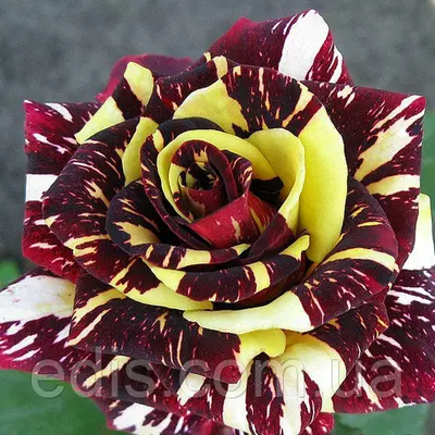 Троянда Абракадабра (Abracadabra) чайно-гібридна