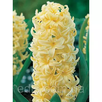 Гіацинт City of Haarlem 1 цибулина (калібр 18/19 - дуже великий)