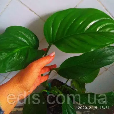 Монстера Карвинского кімнатна рослина