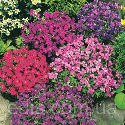 Обрієта суміш каскадна 0,1 г