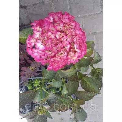 Гортензія великолисткова Salsa (Сальса) контейнер 1 л.