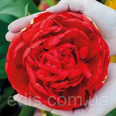 Тюльпан махровий пізній Salcido (Салсідо) 3 цибулинки