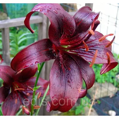 Лілія LO гібриди Night Flyer (Найт Флає) 1 цибулина 12/14