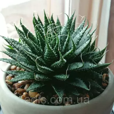 Алое остисте (Aloe aristata)