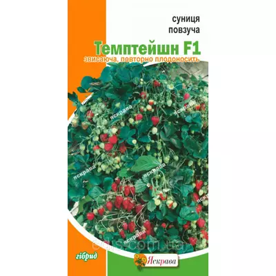 Суниця Темптейшн (повзуча), насіння 0,1 г, насіння Яскрава