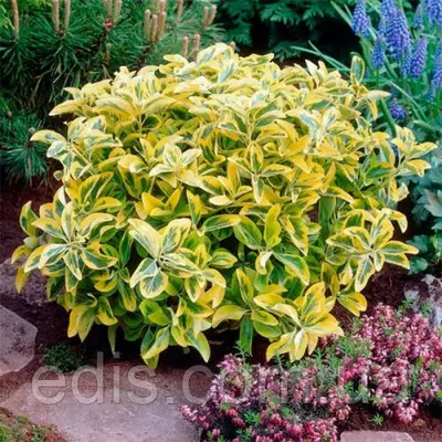 Бруслина Форчуна Emerald Gold у контейнері 2 л