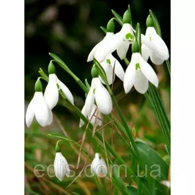 Пролісок (галантус) Білий 5 цибулин