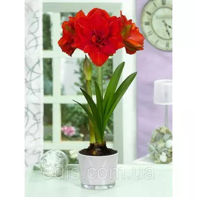 Гіппеаструм махровий Cherry Nymph (Черрі Німф ) 1 цибулина 24/26