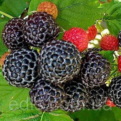 Малина плетиста чорна Кумберленд