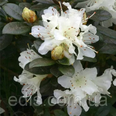 Рододендрон Cream Crest (азалія японська) у контейнері 3 роки