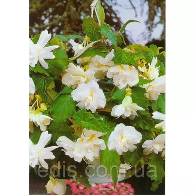 Бегонія бульбова Ампельна Біла, 1 бульба