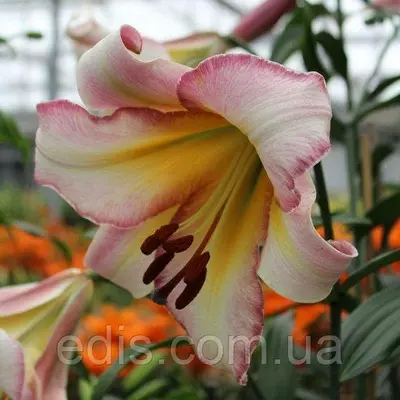 Лілія LO гібрид Beijing Moon 1 цибулина 12/14