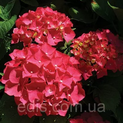 Гортензія Red Baron великолисткова у контейнері