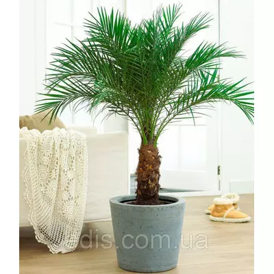 Пальма королівська 5 насінин, Яскрава PREMIUM