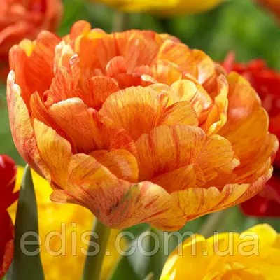 Тюльпан махровий Sunlover (Сан Лавер) 3 цибулини