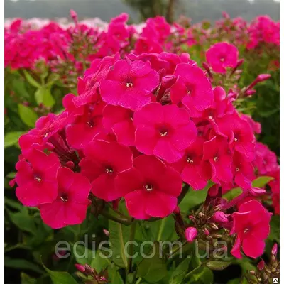 Флокс Miss Mary кореневище