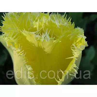 Тюльпан оторочений Royal Sphinx (Роял Сфінкс) 3 цибулини