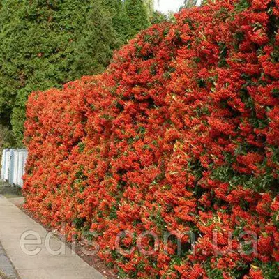 Піраканта Kuntayi у контейнері