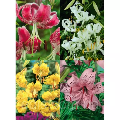 Лілії звисаючі суміш 5 шт./уп.