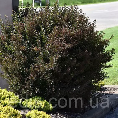 Пухироплідник калинолистий Little Devil (Літіл Девіль) у контейнері 2 л