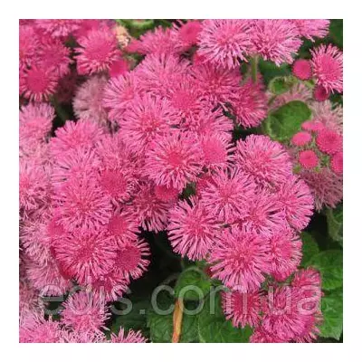 Агератум рожевий 0,1 г насіння Яскрава