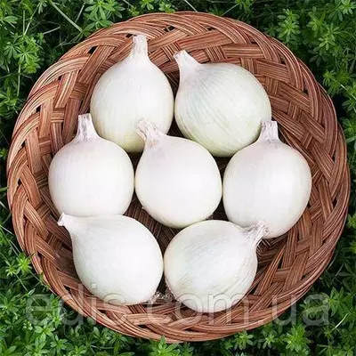 Цибуля севок (саженка) Gladstone (Гледстоун) 0,5 кг (середньоранній)