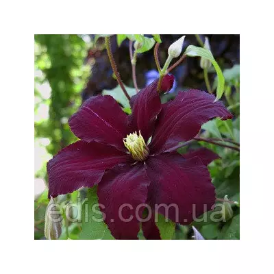 Клематис Niobe