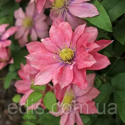 Клематис Little Mermaid (Літл Мермэйд), Р14