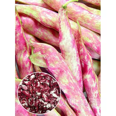 Квасоля Ластівка 500 г (кущова), вагове насіння, Яскрава