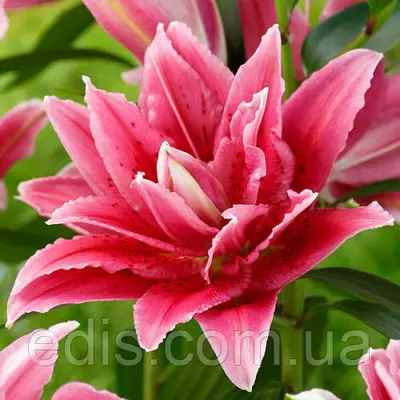 Лілія орієнтальна махрова Roselily Talissa (Роузлили Талисса) 1 цибулина 14/16