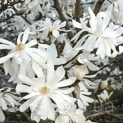 Магнолія Royal Star в контейнері 3 л. вік 3 р.