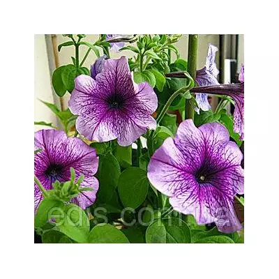 Петунія крупноквіткова Нора F1, 10 насінин-драже, серія PREMIUM ТМ Яскрава