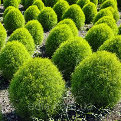 Кохія 0,5 г насіння Яскрава 0,5 г