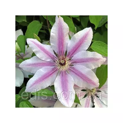 Клематис Nelly Moser (Неллі Мозер)