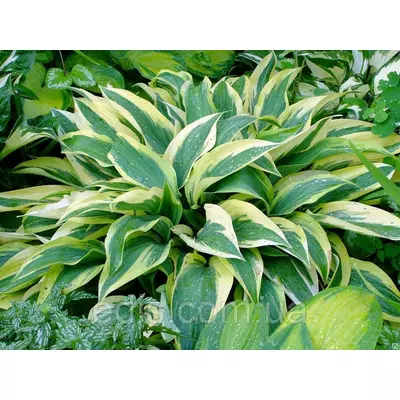 Хоста Lakeside Dragonfly ( Лайксайд Драгонфлай ) кореневище