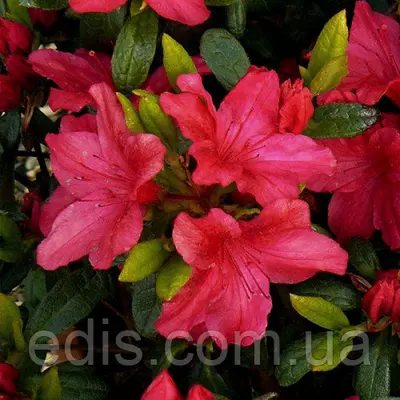 Рододендрон Vuyk's Scarlet (азалія японська) в контейнері