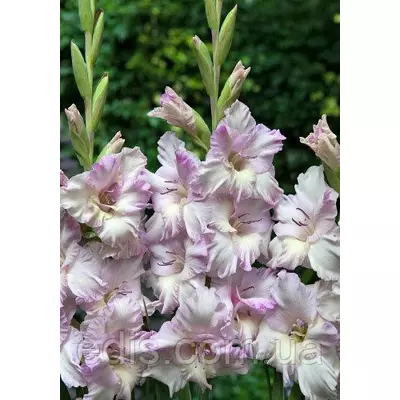 Гладіолус Lady Jane 3 шт./уп., великоквітковий