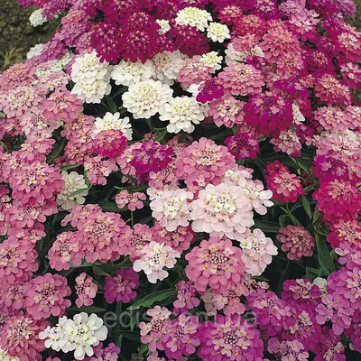 Іберіс суміш 1 г, (однорічник), насіння Яскрава