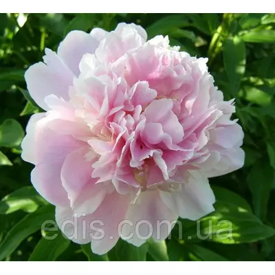 Півонія Catharina Fontyn кореневище