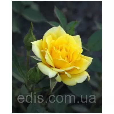 Троянда бордюрна Жовта лялька (Yellow doll)