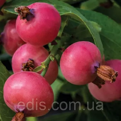 Лохина Пінк Лимонад ( середньопізня )