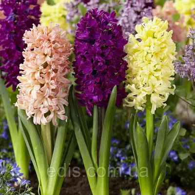 Набір гіацинтів Літній вечір 3 цибулини