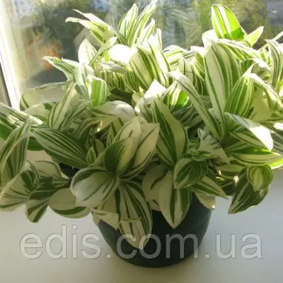 Живець Традесканція білоквіткова білополоса, свіжозріз 3-5 міжвузля