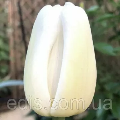 Тюльпан Тріумф Antarctica (Антарктика) 3 цибулини/уп.