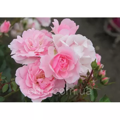 Троянда Боника (Bonica) патіо