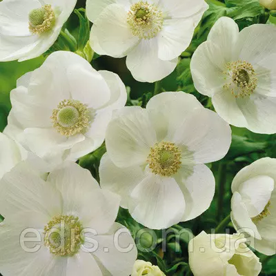 Анемона корончаста The Bride (Зе Брайд) 5 бульб/уп.