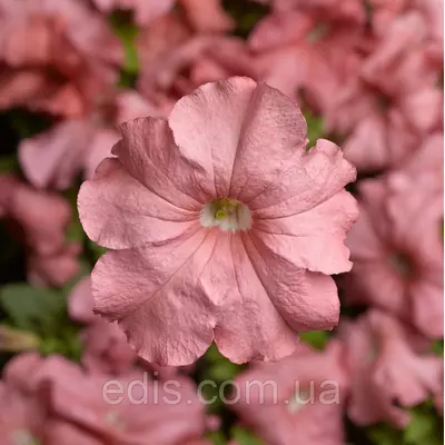 Петунія крупноквіткова Іветта F1, 10 насінин-драже, Яскрава PREMIUM